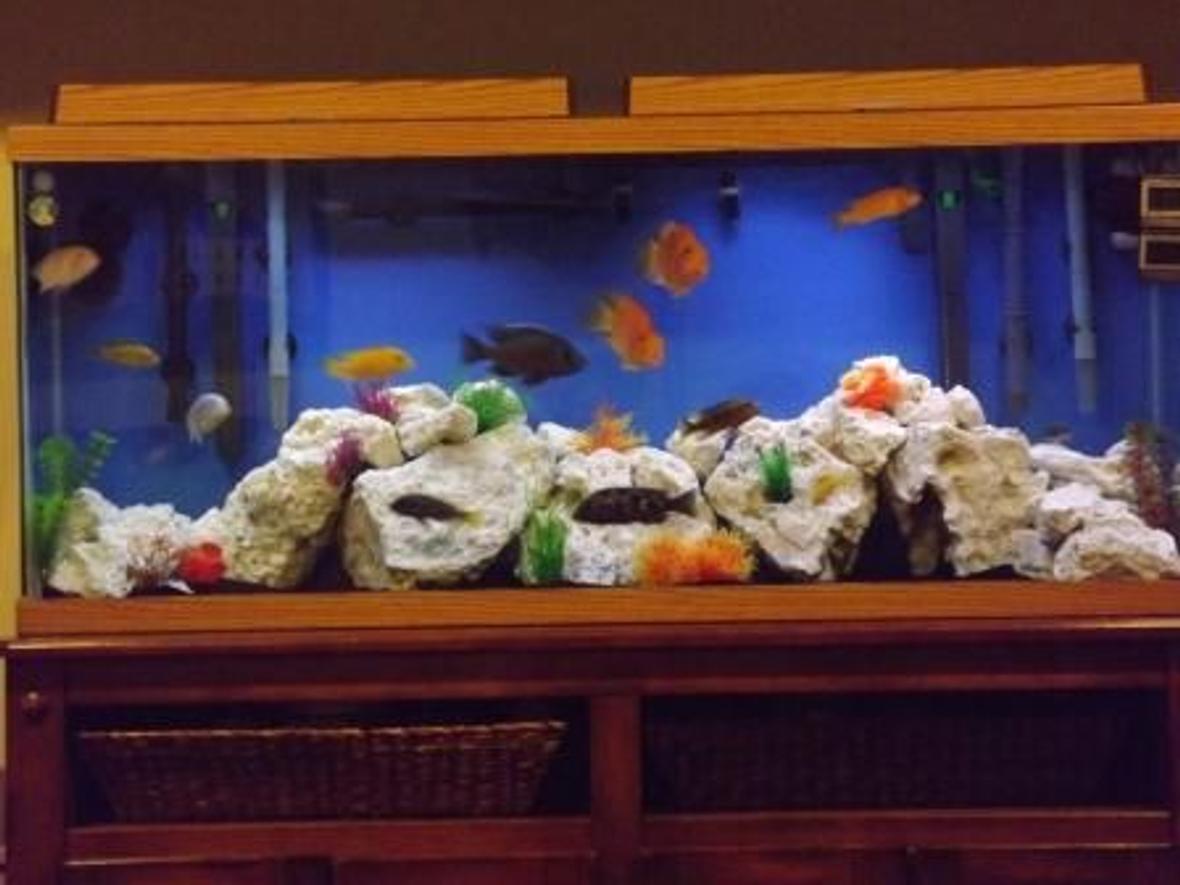 55 gallons freshwater fish tank (mostly fish and non-living decorations) - 55 Gallon