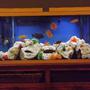 55 gallons freshwater fish tank (mostly fish and non-living decorations) - 55 Gallon