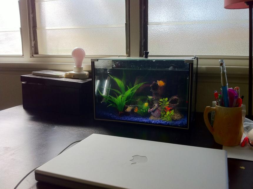 Rated #202: 4 Gallons Freshwater Fish Tank - 3 balloon mollies keeping me company during the last 6 months of writing my PhD thesis. Their names are officer 'smitty' mcclusky (white/pink), the 'situation' (patchy yellow and orange), and jamaal (black with blue speckles). These divas need brackish water and lots of maintenance. Bigs ups to my 3 little distractions.