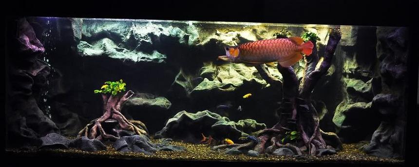 Rated #13: Freshwater Fish Tank - My 3d freshwater Tank