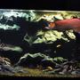 freshwater fish tank (mostly fish and non-living decorations) - My 3d freshwater Tank