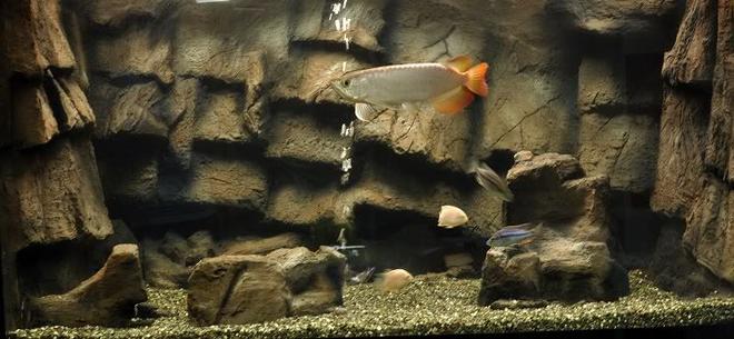 freshwater fish tank (mostly fish and non-living decorations) - Alien Amazon
5'x 30"x 30"