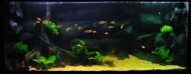freshwater fish tank (mostly fish and non-living decorations) - I have special memory with this tank. its a 15 year old tank. Was not use for a very long time. We try to make it alive again.
Fish mostly cichlids.
5' x 2' x 2' tank size