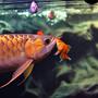 freshwater fish - carassius auratus - fantail goldfish - GOODNIGHT KISS
