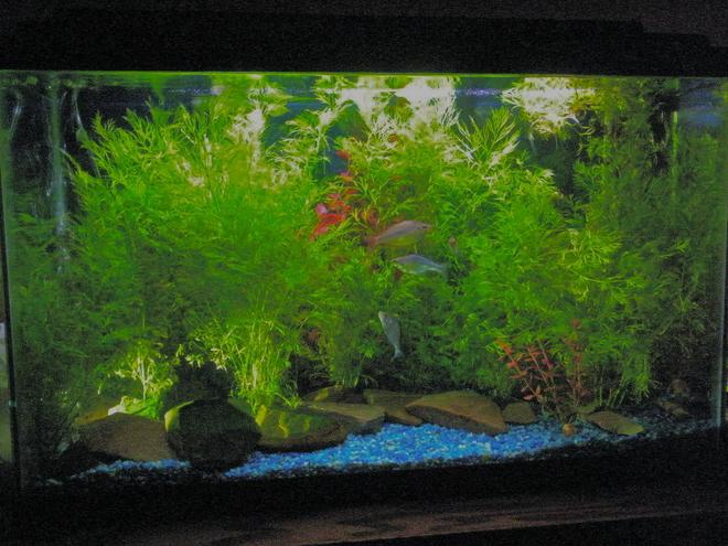 29 gallons freshwater fish tank (mostly fish and non-living decorations) - my first tank