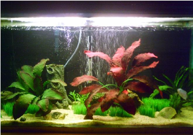 30 gallons freshwater fish tank (mostly fish and non-living decorations) - 3ft.....2 Gouramis, 3 Bala Sharks, And An Angelfish