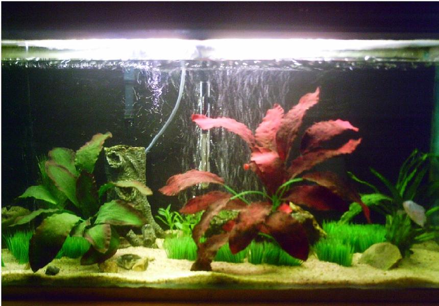 Rated #1874: 30 Gallons Freshwater Fish Tank - 3ft.....2 Gouramis, 3 Bala Sharks, And An Angelfish