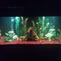 55 gallons freshwater fish tank (mostly fish and non-living decorations) - 55g, with my new driftwood centerpiece. Looking to make it a planted tank with sand.