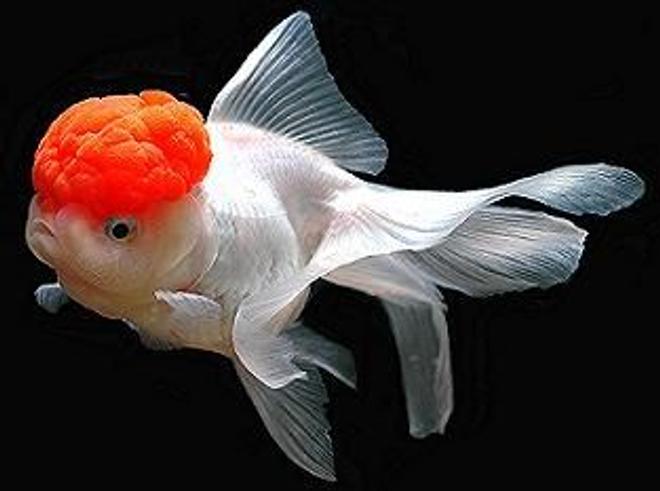 freshwater fish - carassius auratus - red cap oranda goldfish stocking in 30 gallons tank - Beautiful RedCap