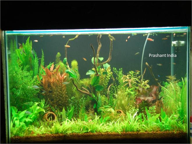 53 gallons planted tank (mostly live plants and fish) - My planted tank ...my love and my peace and my most beloved possesion
