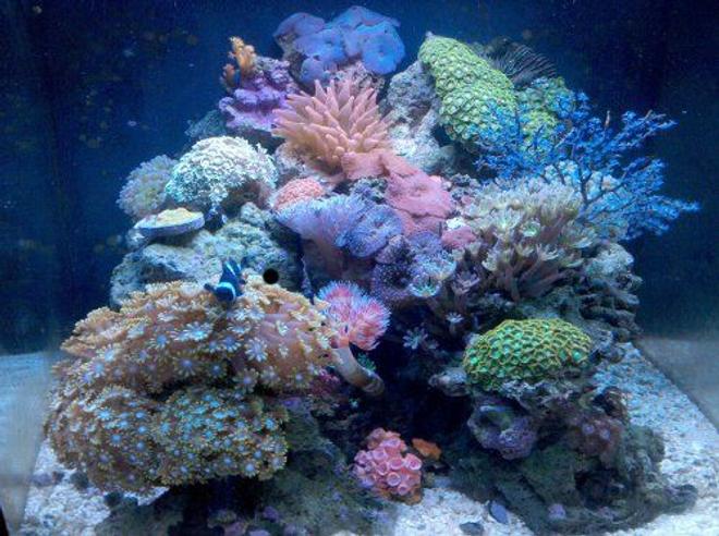 28 gallons reef tank (mostly live coral and fish) - Nano reef