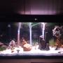 55 gallons freshwater fish tank (mostly fish and non-living decorations) - 55 gallon with tiger oscar and common pleco
