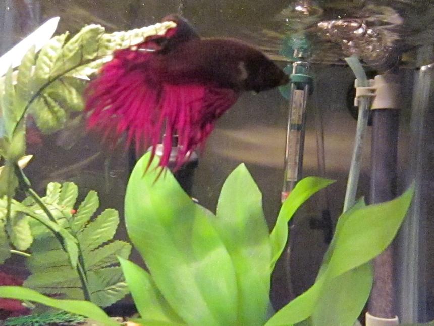 Rated #923: Freshwater Fish - Betta Splendens - Crown Tail Betta Stocking In 46 Gallons Tank - Jeffrey the Show fish