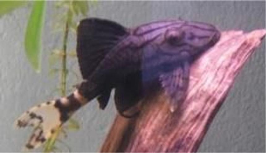 Rated #36: Freshwater Fish - Panaque Nigrolineatus L-191 - Royal Pleco Stocking In 55 Gallons Tank - my royal green pleco. my favorite freshwater fish for some odd reason