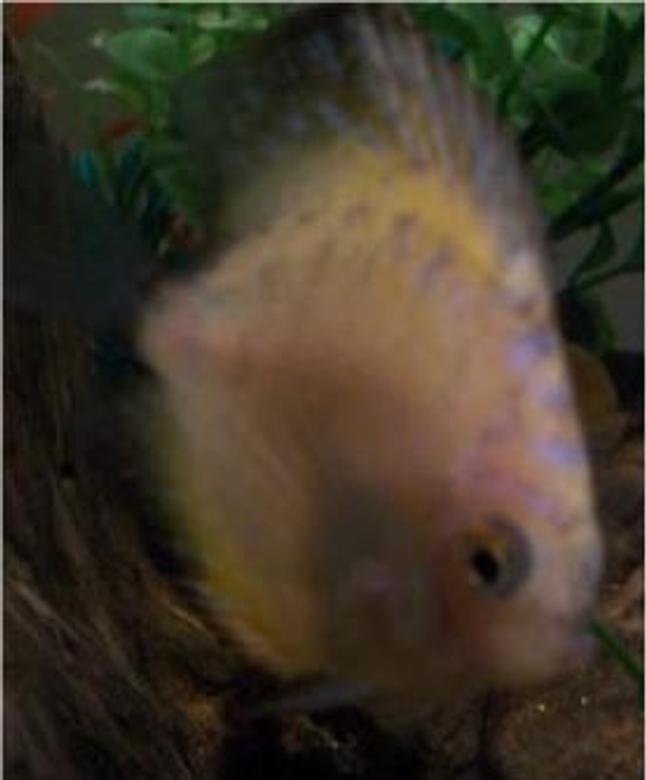 freshwater fish - symphysodon sp. - yellow marlboro discus stocking in 55 gallons tank - a yellow marlbro  discus