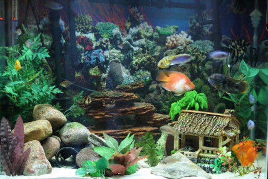 Rated #118: 56 Gallons Freshwater Fish Tank - 56 Gal, 1000 Cascade system.