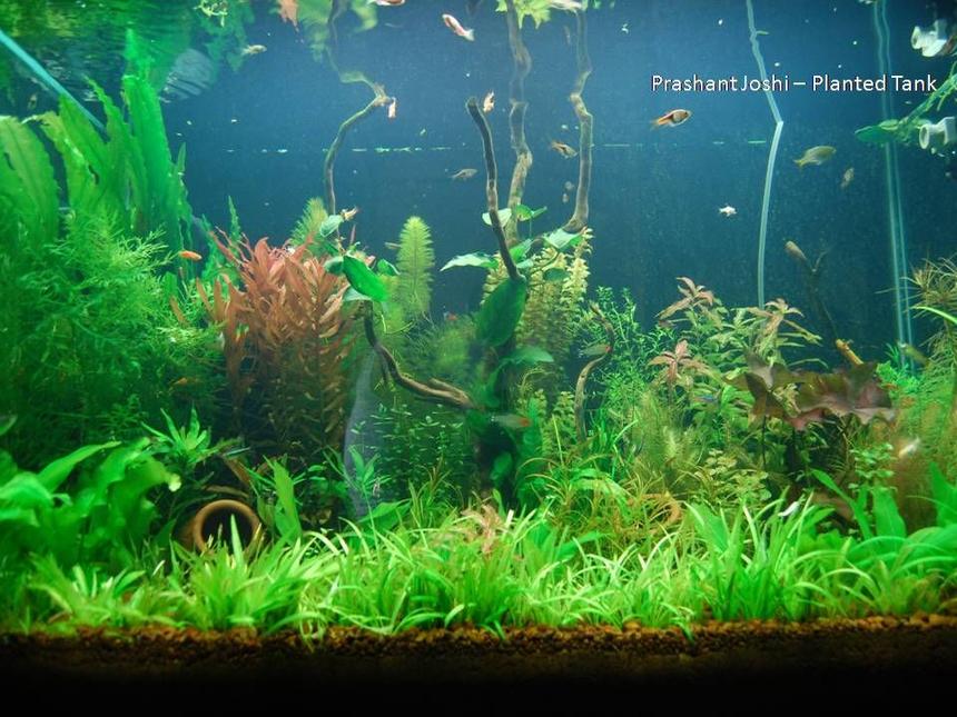 Rated #569: 53 Gallons Planted Tank - my planted tank