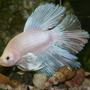 freshwater fish - betta splendens - halfmoon betta - 6 month old Opaque white Halfmoon Betta male