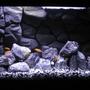 45 gallons freshwater fish tank (mostly fish and non-living decorations) - My African Cichlid tank with homemade 3D background in 45 gallon tank.