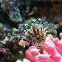 saltwater fish - dendrochirus zebra - dwarf/zebra lionfish stocking in 35 gallons tank - Dwarf Zebra Lionfish - New Addition to the tank 13/08/2011