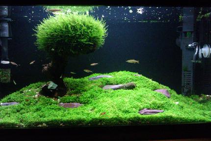 15 gallons planted tank (mostly live plants and fish) - Please forgive the quality, was taken with a phone.