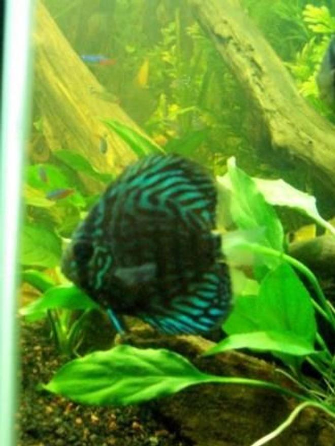 freshwater fish - symphysodon spp. - red turquoise discus stocking in 55 gallons tank - i nice shot  of my red turquoise discus