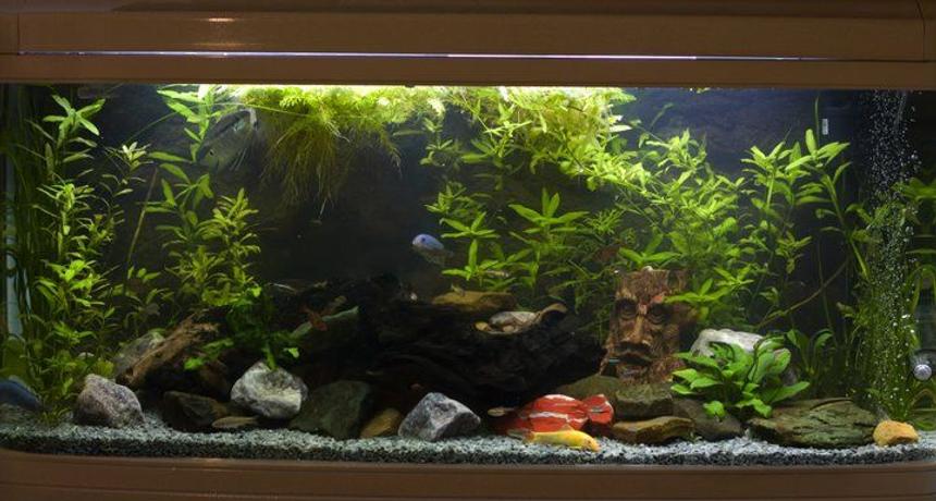 Rated #69: 75 Gallons Planted Tank - My new tank. My cobalt blues, electric yellow, peacock and moorii cichlids are so far happy to leave the plants alone.