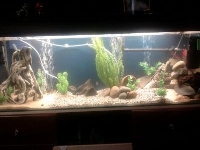 60 gallons freshwater fish tank (mostly fish and non-living decorations) - Hi all, my tank is a 4x3x3ft with 10mm glass, my lighting is 1 42" T8 tube which is a oceanic flora for now and have a 72LED strip blue for moonlighting, my filtration is 1 Rena filstar XP3 external and 1 fluval 3+ internal and a 200w elite heater, been in the hobby for around 5 years and still cant get this tank to look the way i want haha,
oh and i have 2 dual outlet airpumps running on airstones :)