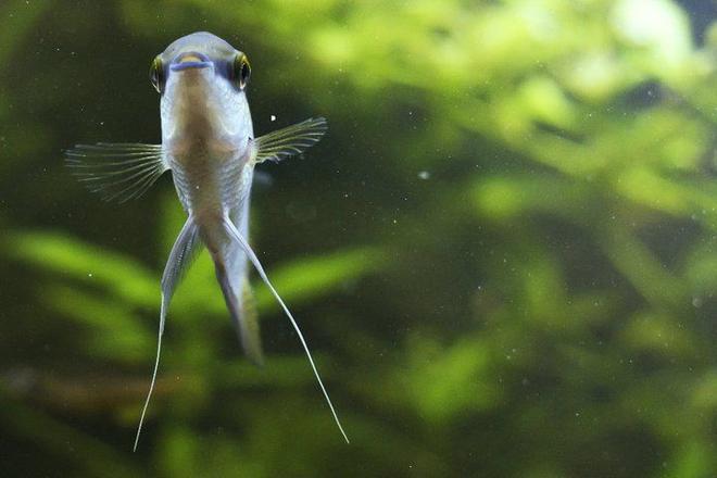 freshwater fish stocking in 75 gallons tank