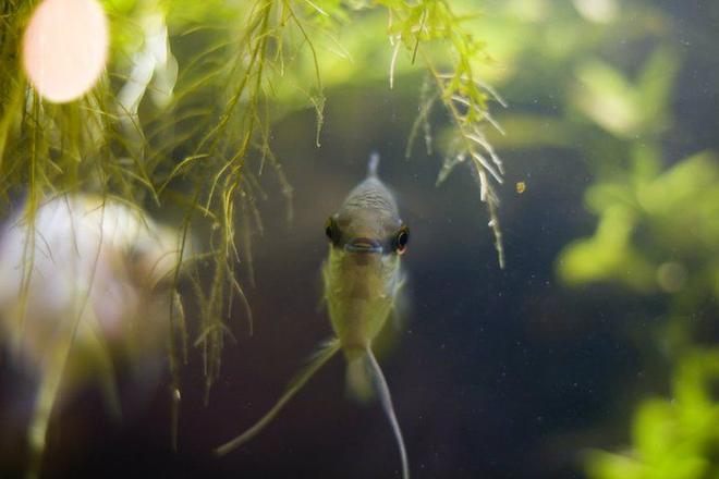 freshwater fish - mesonauta festivus - festive cichlid stocking in 75 gallons tank - My festive cichlid.