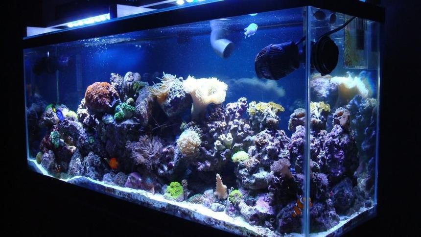 Rated #18: 150 Gallons Reef Tank - 55 Gallon Salt Water Reef Tank