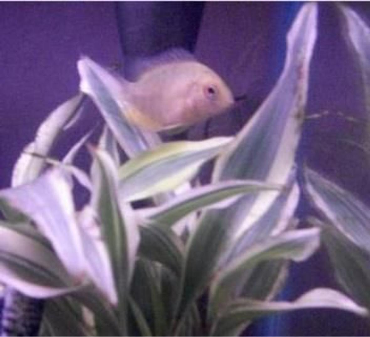 freshwater fish - heros serverus - gold severum stocking in 10 gallons tank - gold severum