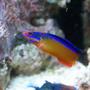saltwater fish - pseudochromis aldabraensis - neon dottyback stocking in 66 gallons tank - My Neon Dottyback