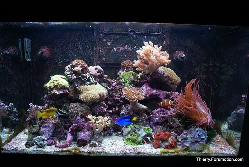 Rated #42: 66 Gallons Reef Tank - My Red Sea Max 250 in August