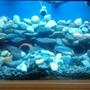 210 gallons freshwater fish tank (mostly fish and non-living decorations) - My african set up