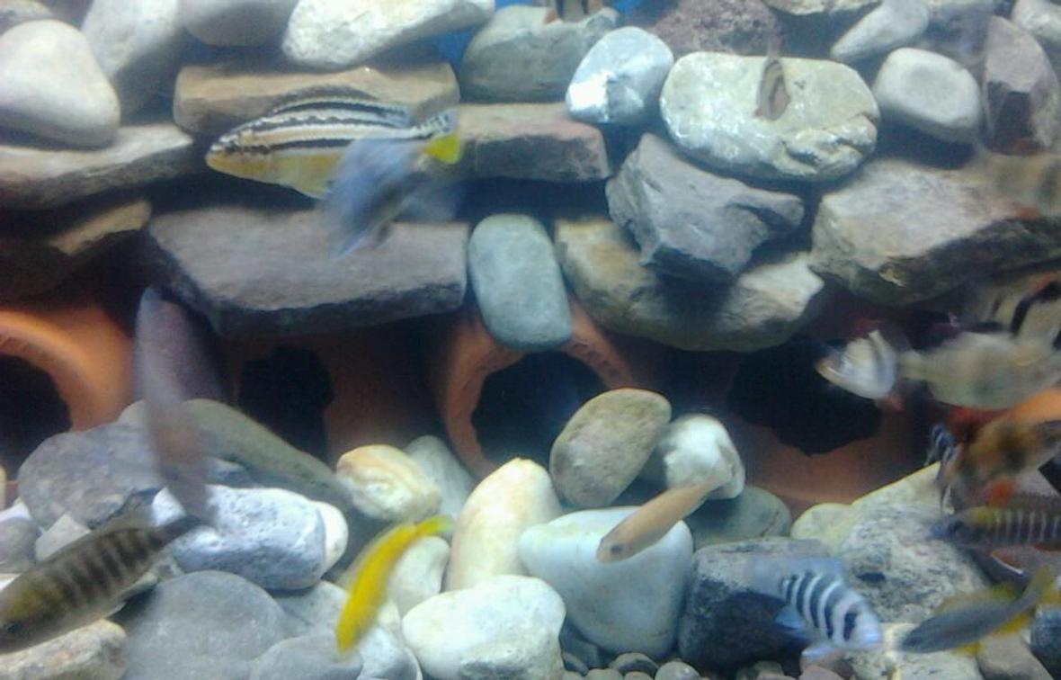 freshwater fish - melanochromis auratus - auratus cichlid stocking in 210 gallons tank - my other african setup