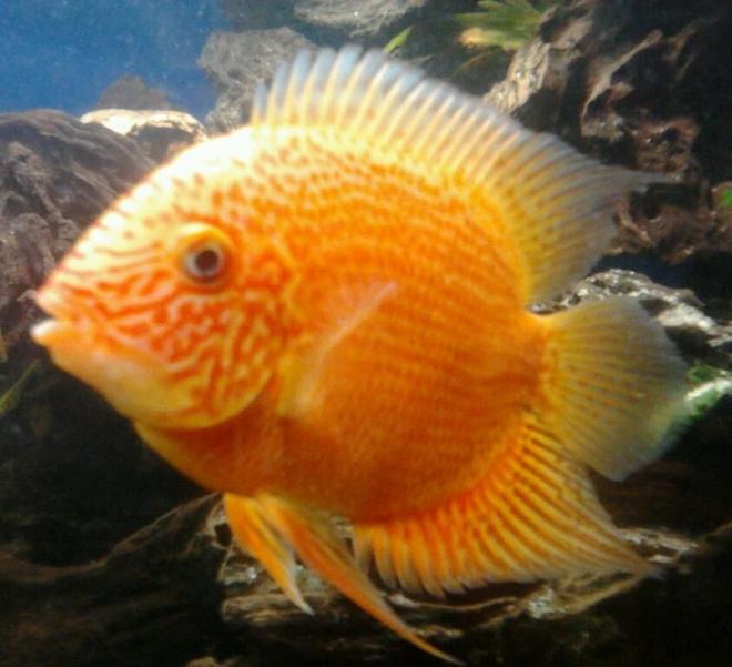 freshwater fish - heros serverus - severum stocking in 210 gallons tank - my orange severum