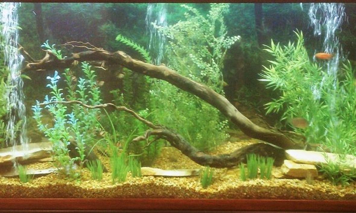 150 gallons freshwater fish tank (mostly fish and non-living decorations) - my 150 gallon fish tank