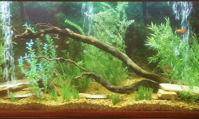 150 gallons freshwater fish tank (mostly fish and non-living decorations) - my 150 gallon fish tank