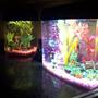 120 gallons freshwater fish tank (mostly fish and non-living decorations) - Countertop
