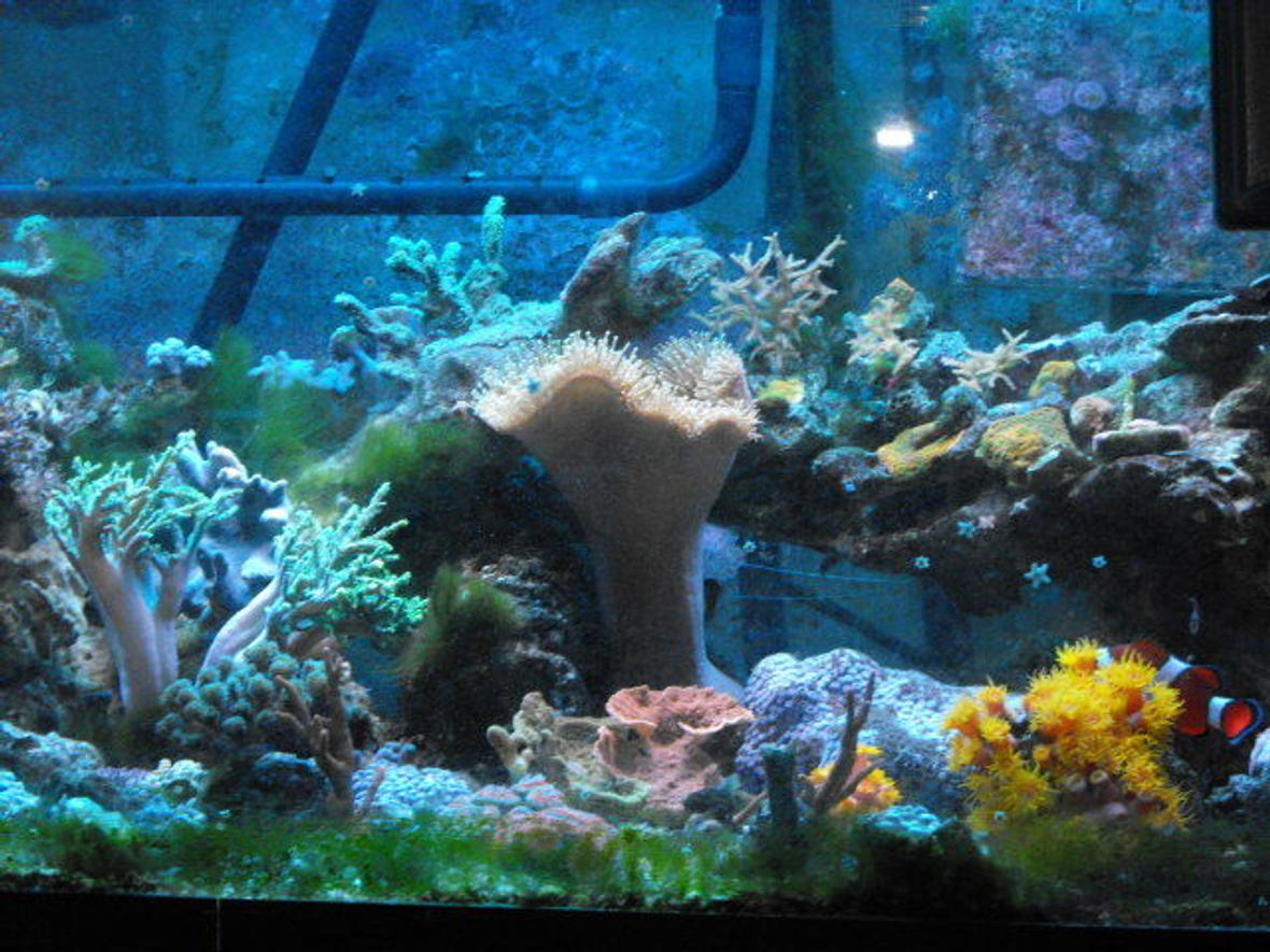 45 gallons reef tank (mostly live coral and fish) - Bit of everything.
