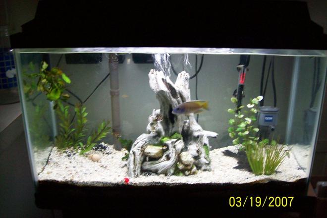 29 gallons freshwater fish tank (mostly fish and non-living decorations) - 29 gallon all glass tank, whisper 30-60 filter, topfin 30 power head, topfin heater, black sand and white crushed coral, deadwood tree stump ornament, 1 or 2 live plants (can't remember type).