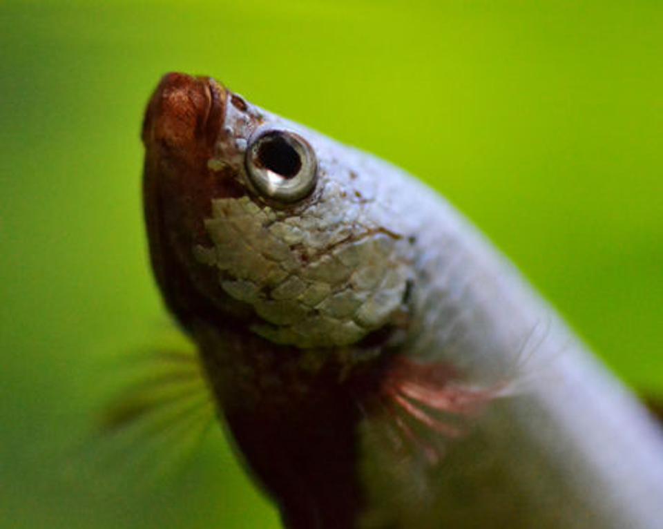 freshwater fish - betta splendens - betta stocking in 200 gallons tank - Dragonscale betta