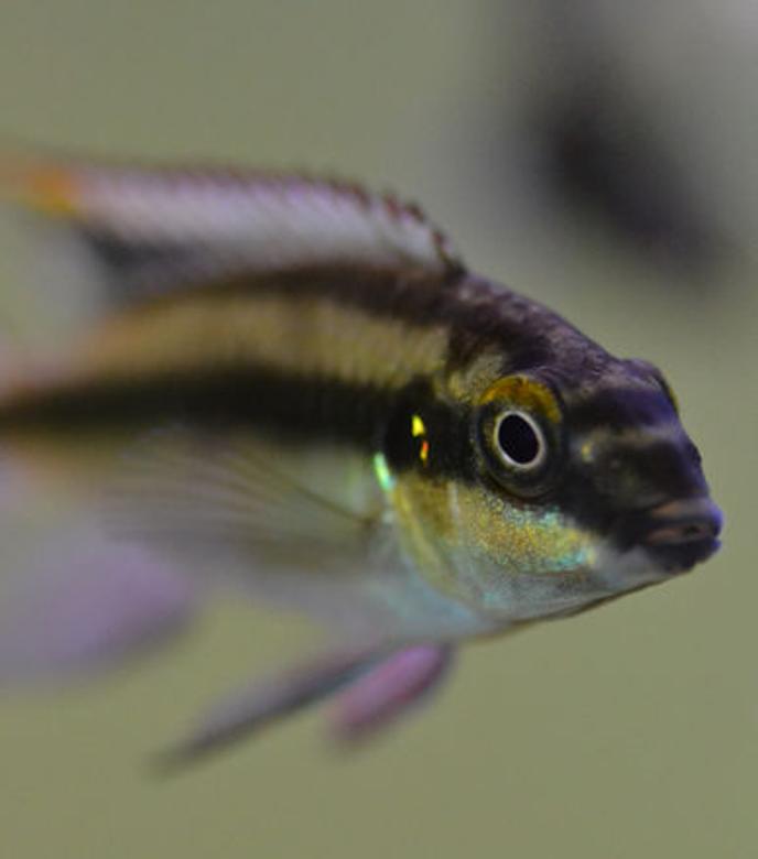 freshwater fish - pelvicachromis pulcher - kribensis cichlid stocking in 200 gallons tank - Male Kribensis up close