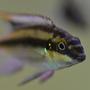 freshwater fish - pelvicachromis pulcher - kribensis cichlid stocking in 200 gallons tank - Male Kribensis up close