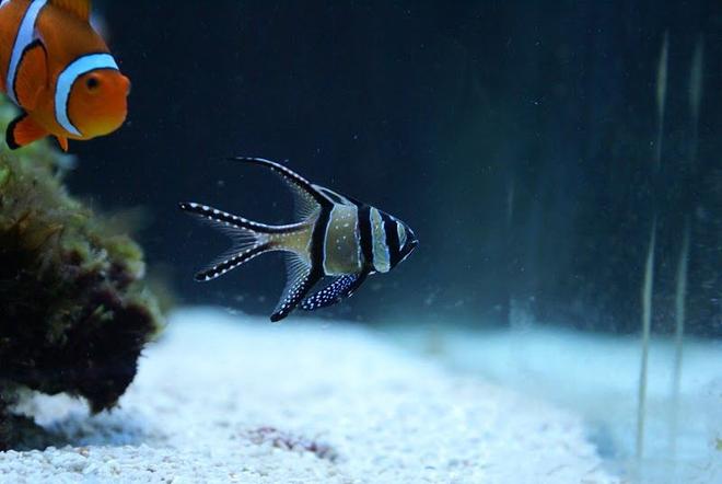 saltwater fish - pterapogon kauderni - kaudern's cardinal stocking in 66 gallons tank - My old Kauderni being watched by my clownfish