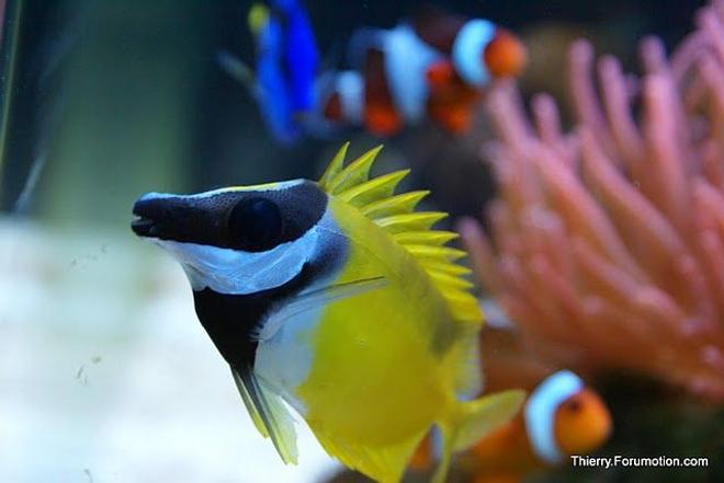 saltwater fish - siganus vulpinus - foxface lo stocking in 66 gallons tank - Foxface with spikes up!