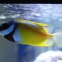 saltwater fish - siganus vulpinus - foxface lo stocking in 66 gallons tank - Foxface underneath the water surface