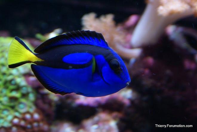 saltwater fish - paracanthurus hepatus - blue tang stocking in 66 gallons tank - My Blue Tang