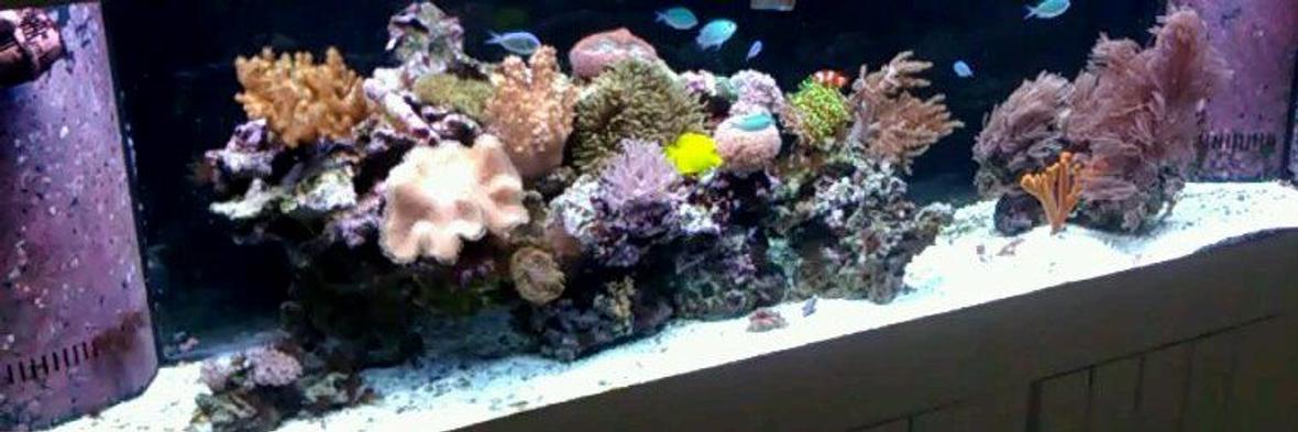 125 gallons reef tank (mostly live coral and fish) - 125 G. minimalist layout. Skimmer-less Reef Tank